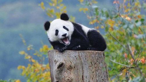 娱乐吃瓜大熊猫视频大全